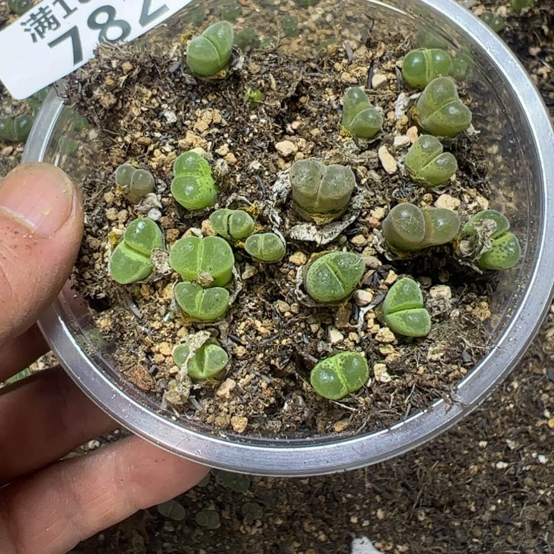 【闪购商品】 782。