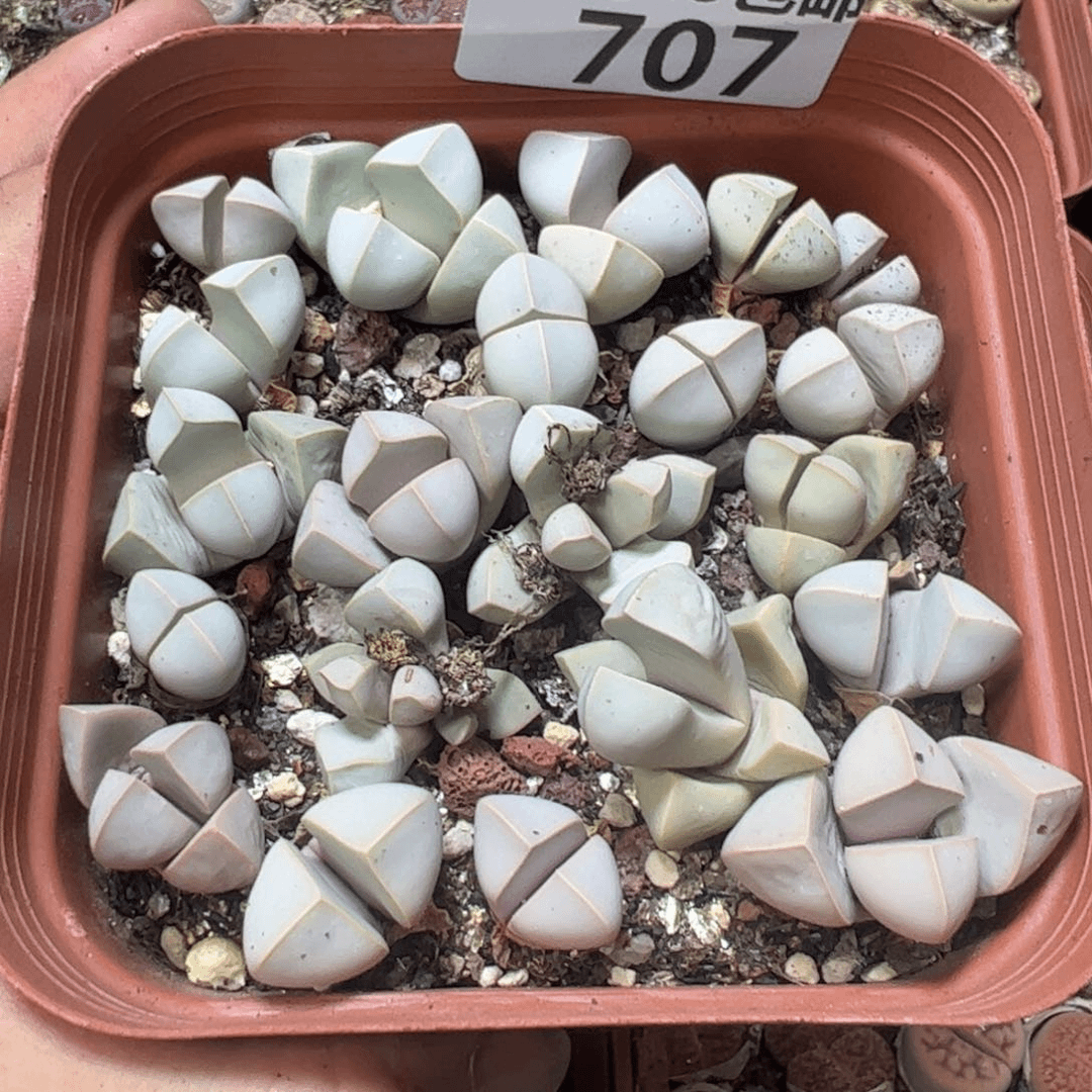 【闪购商品】 707。