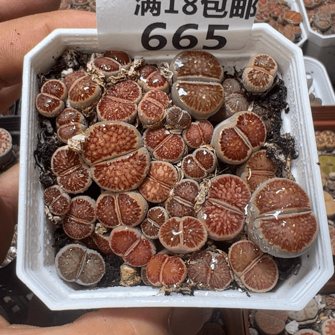 【闪购商品】 665。