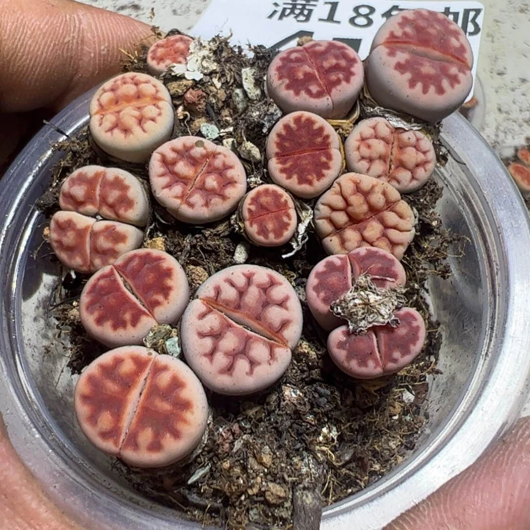 【闪购商品】 413。
