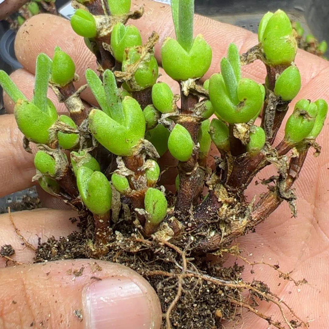 【闪购商品】 2524。