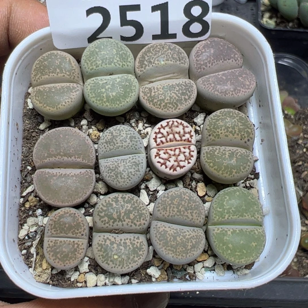 【闪购商品】 2518。