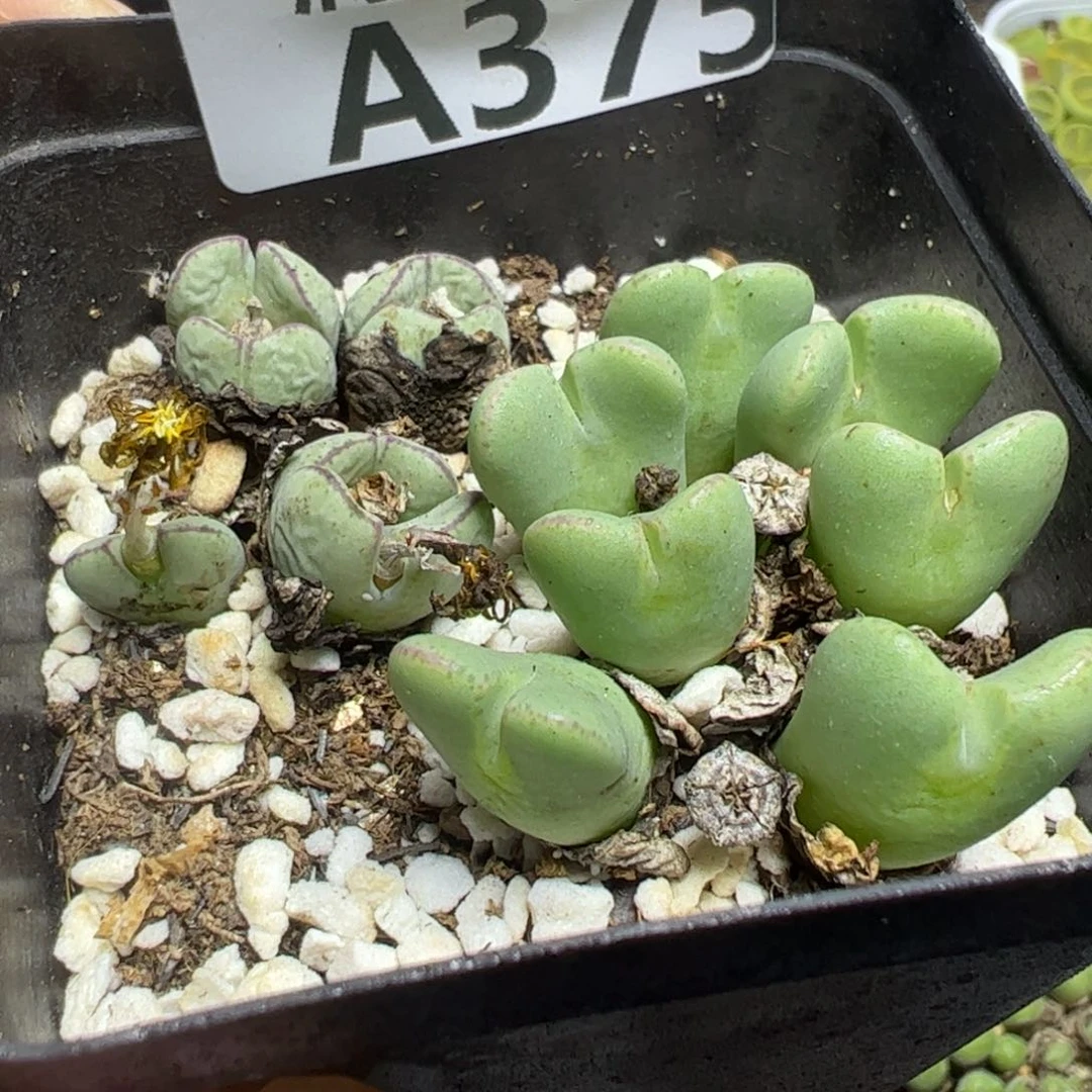 【闪购商品】 375。