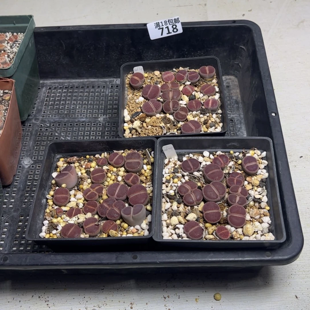 【闪购商品】宁**静 718。