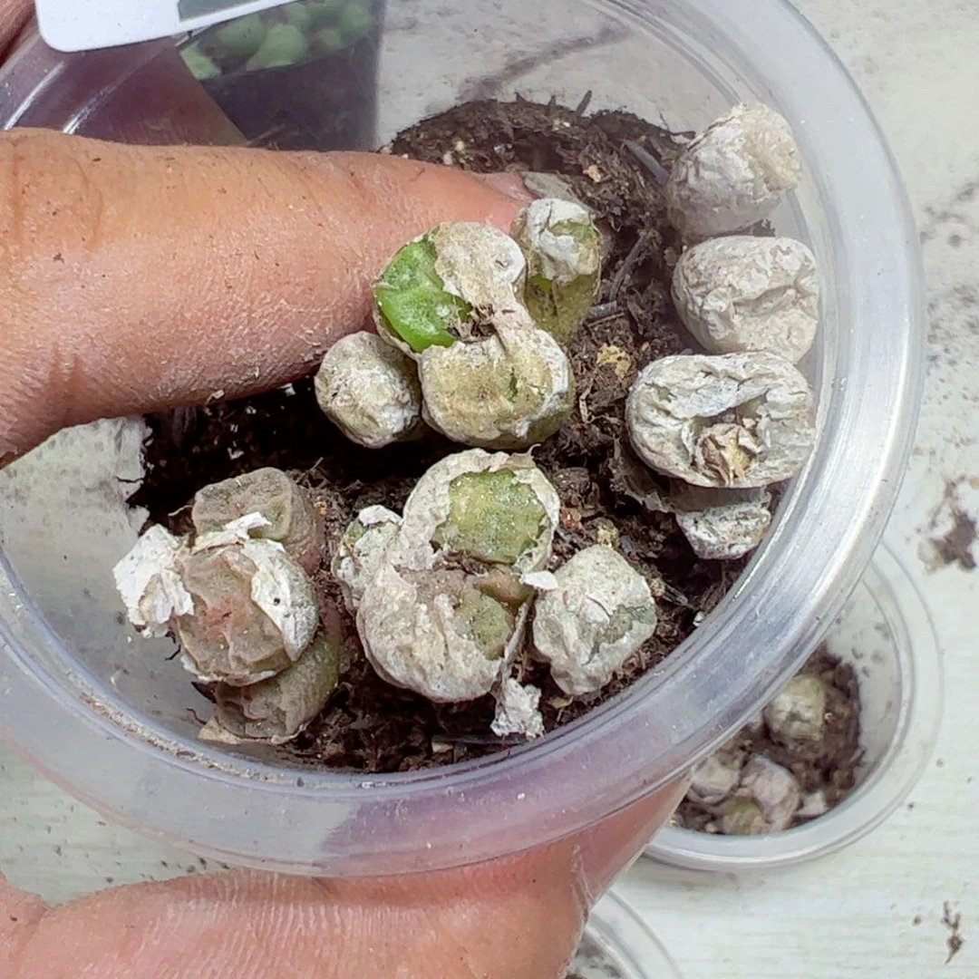 【闪购商品】 273。