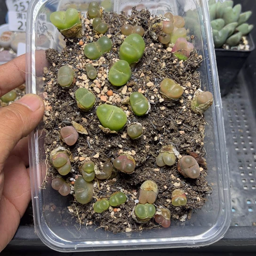 【闪购商品】 2521。