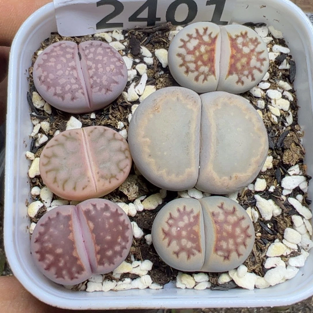 【闪购商品】 2401。