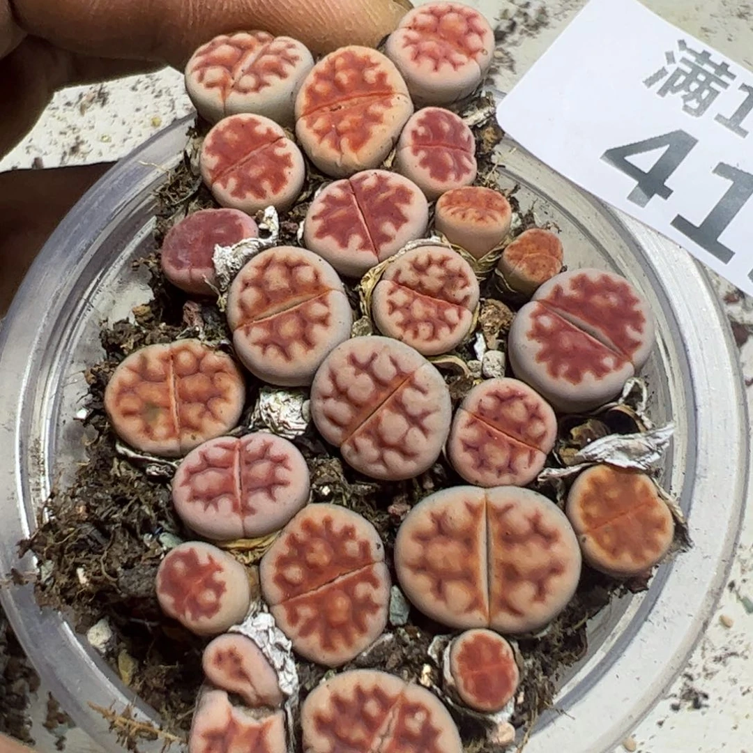 【闪购商品】 415。