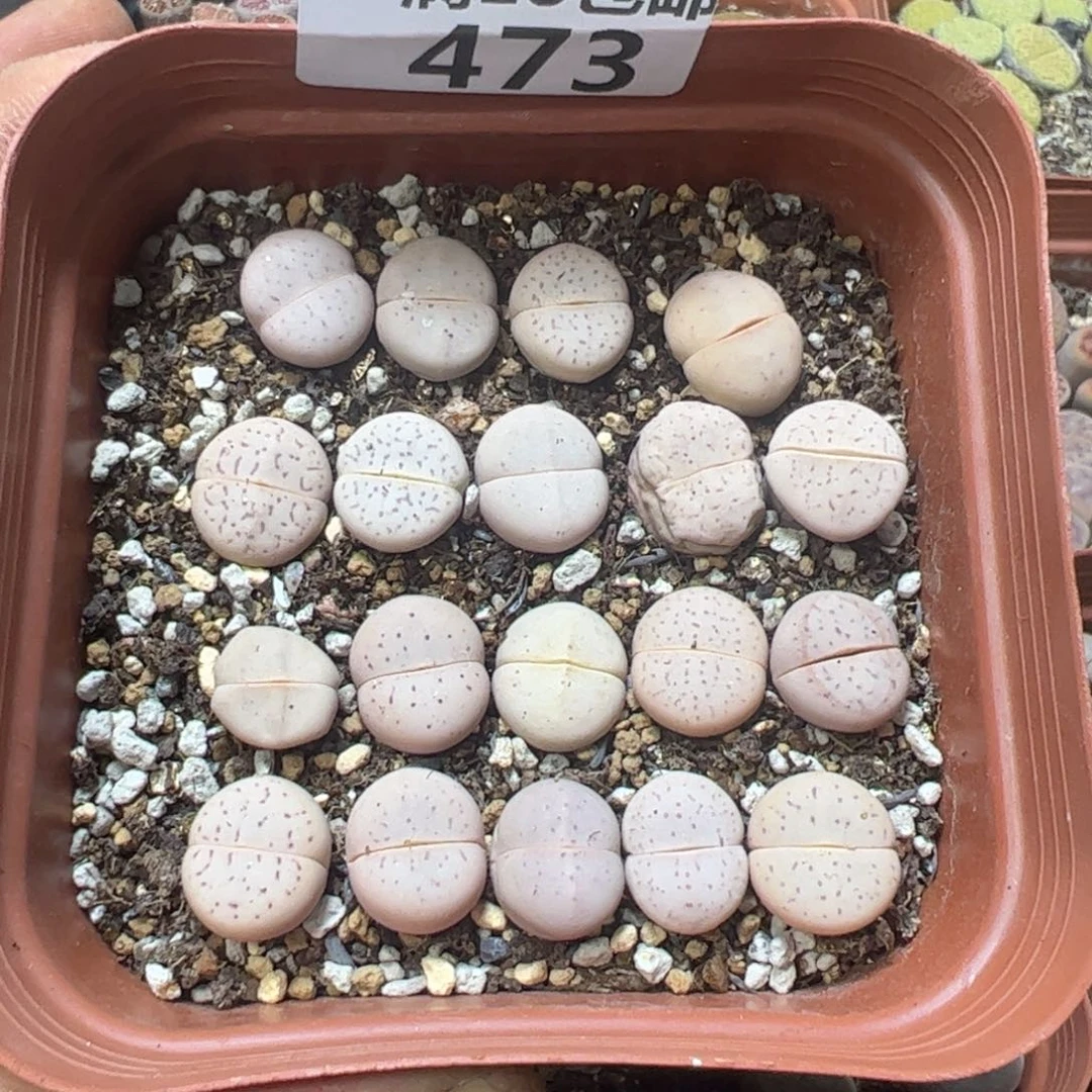 【闪购商品】 473。
