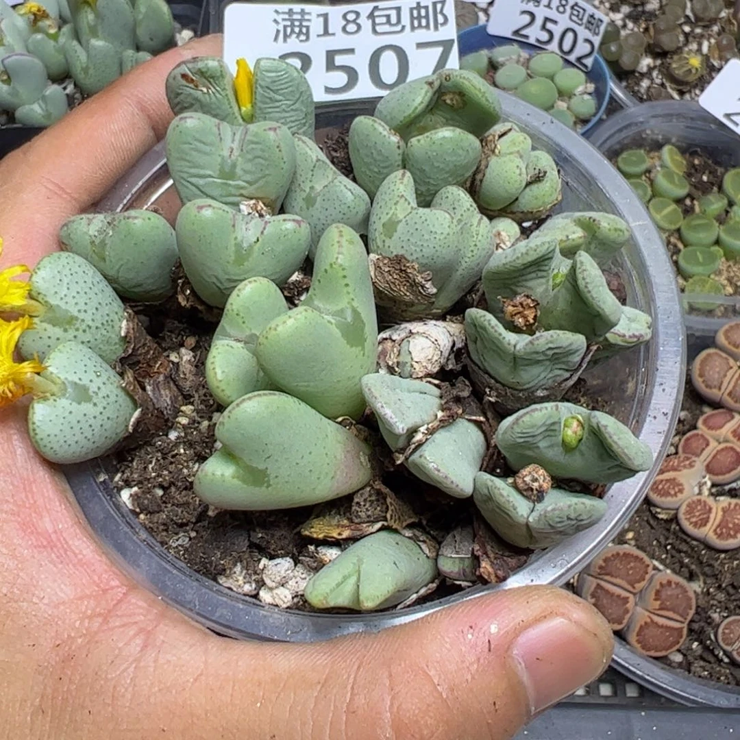 【闪购商品】 2507。