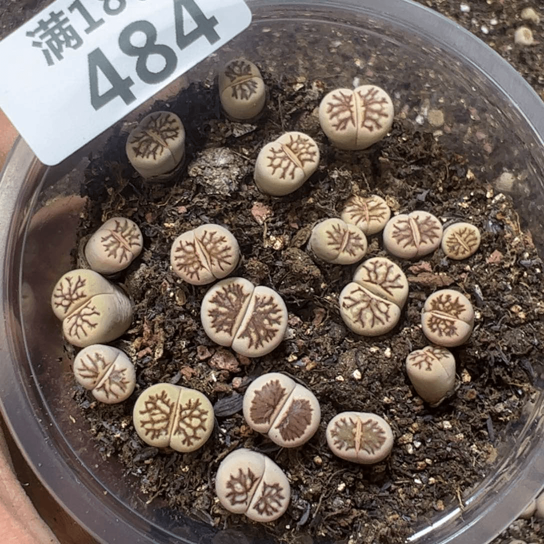 【闪购商品】 484。