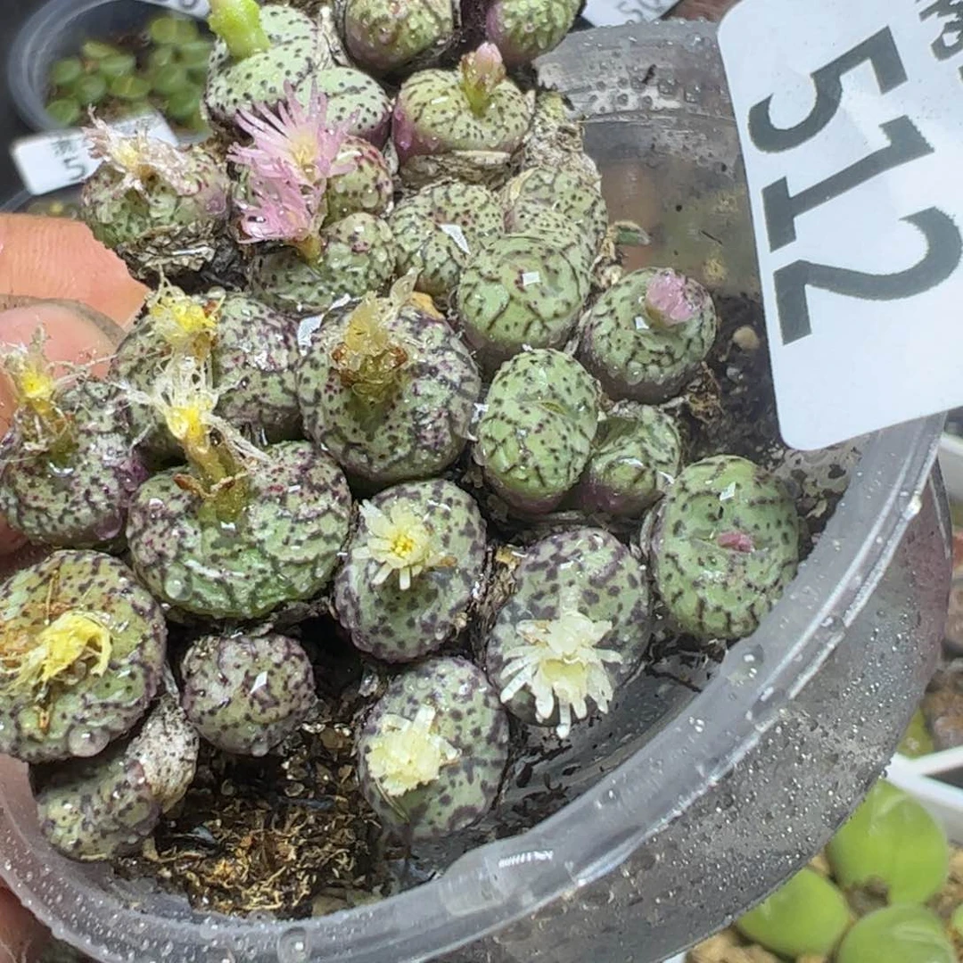 【闪购商品】 512。