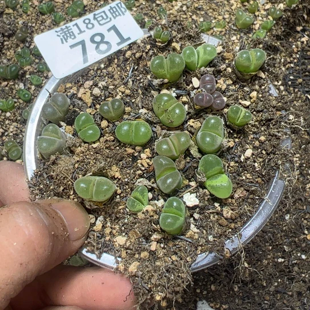 【闪购商品】 781。