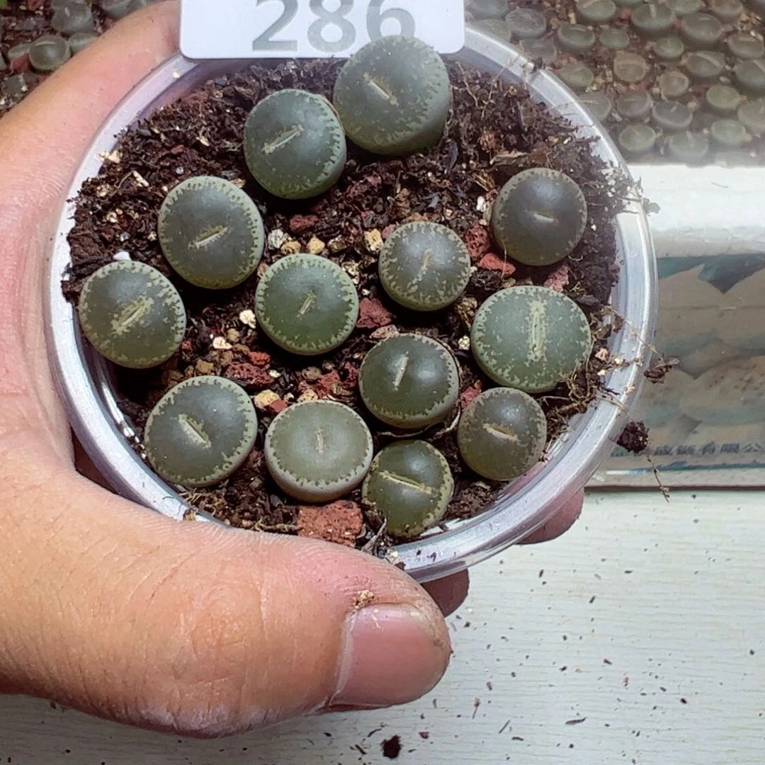 【闪购商品】 286。