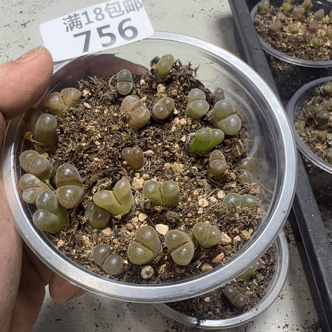 【闪购商品】 756。