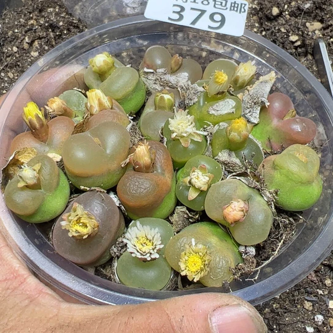 【闪购商品】 379。