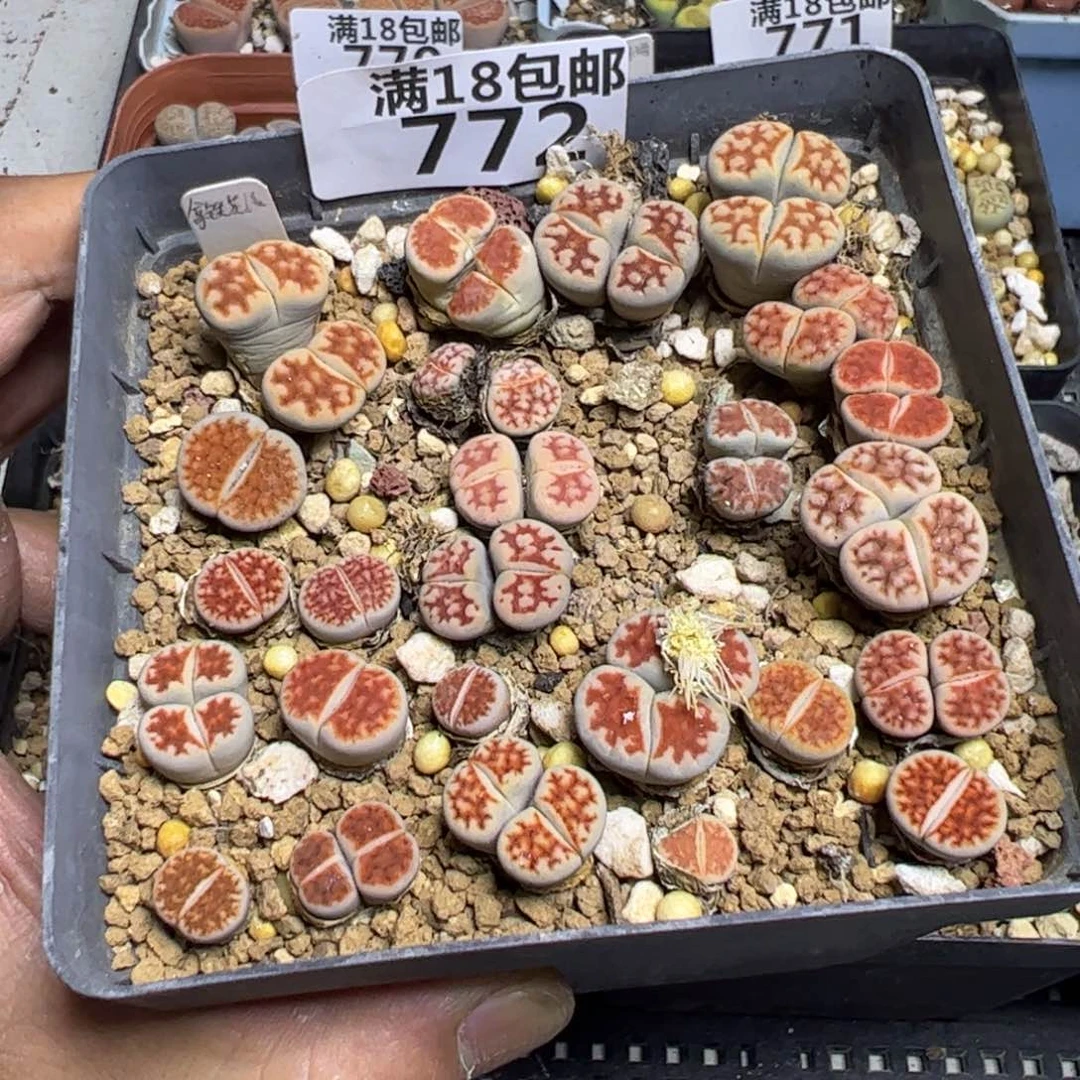 【闪购商品】 772。