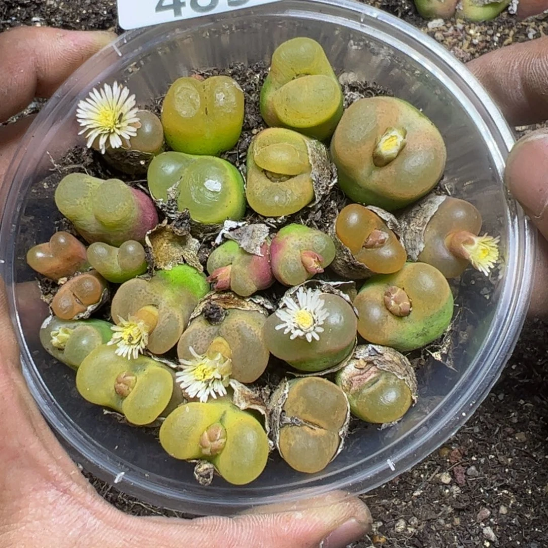 【闪购商品】 483。