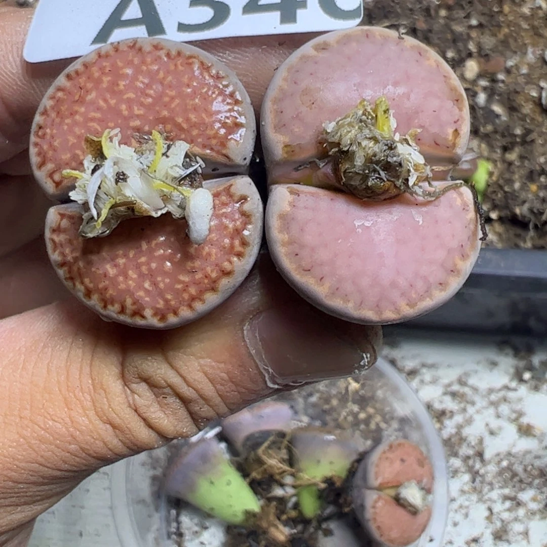 【闪购商品】 346。