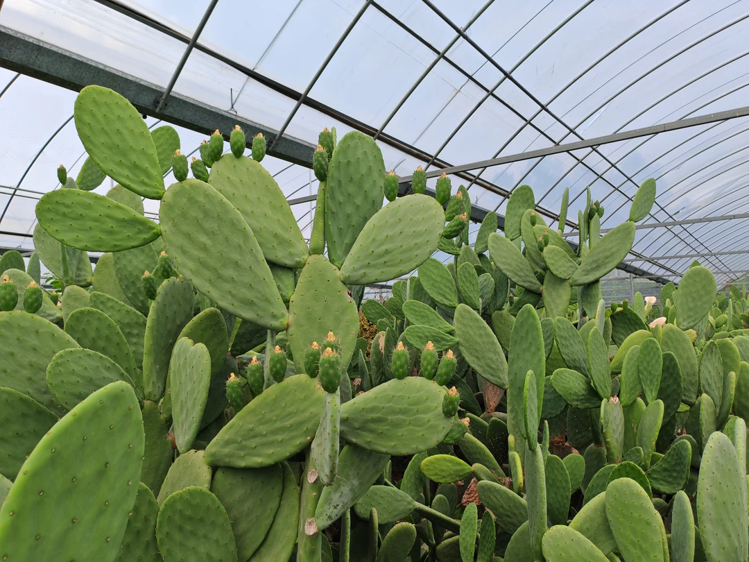 种植米邦塔仙人掌食用盆栽耐旱耐热懒人植物