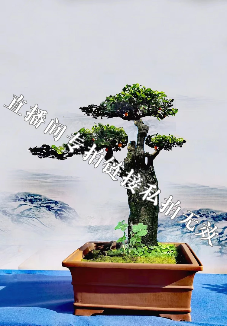 金弹子灌木熟桩品种桩微小盆景老桩盆景