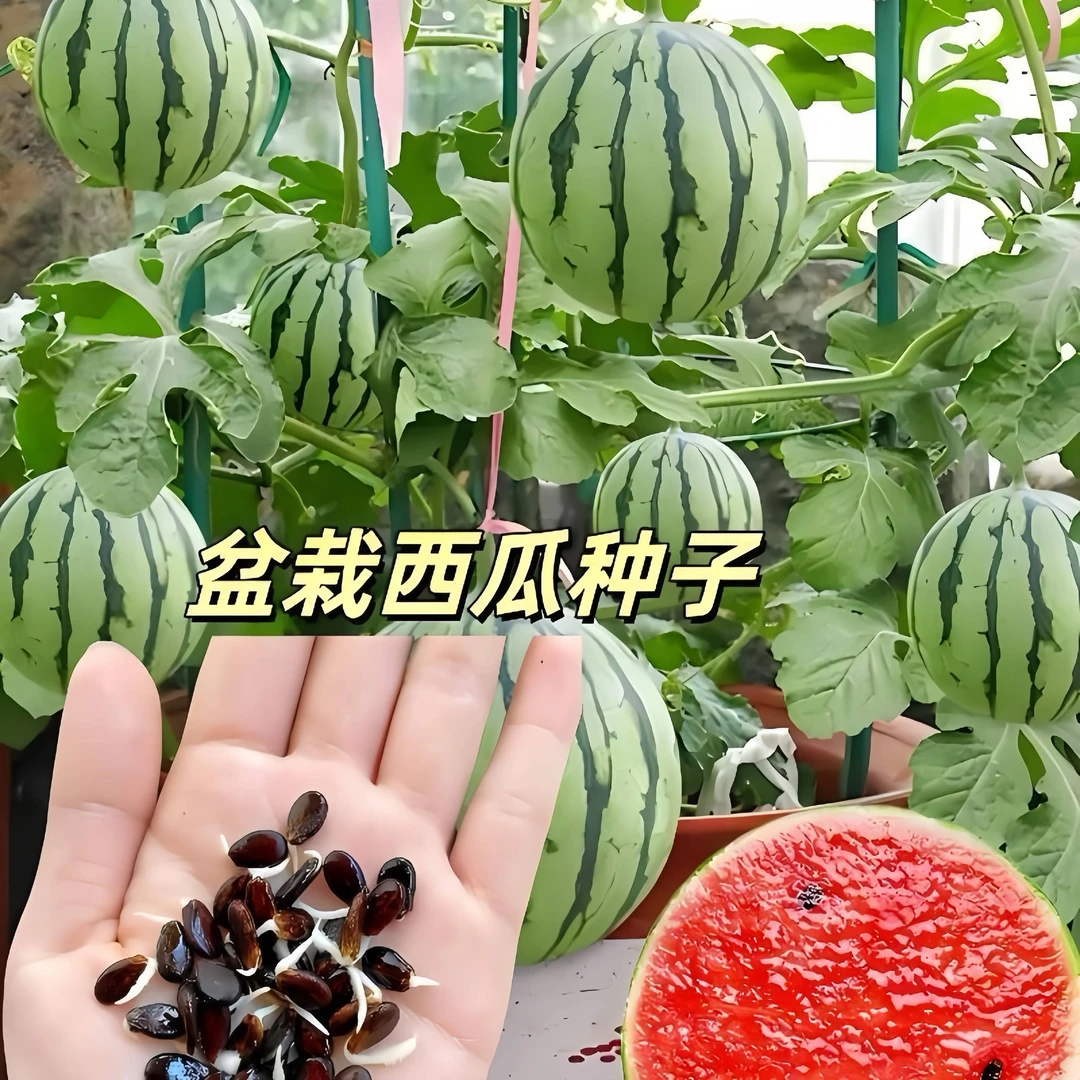 新品盆栽小西瓜种子四季播种庭院阳台高产超甜小西瓜多汁水果种子