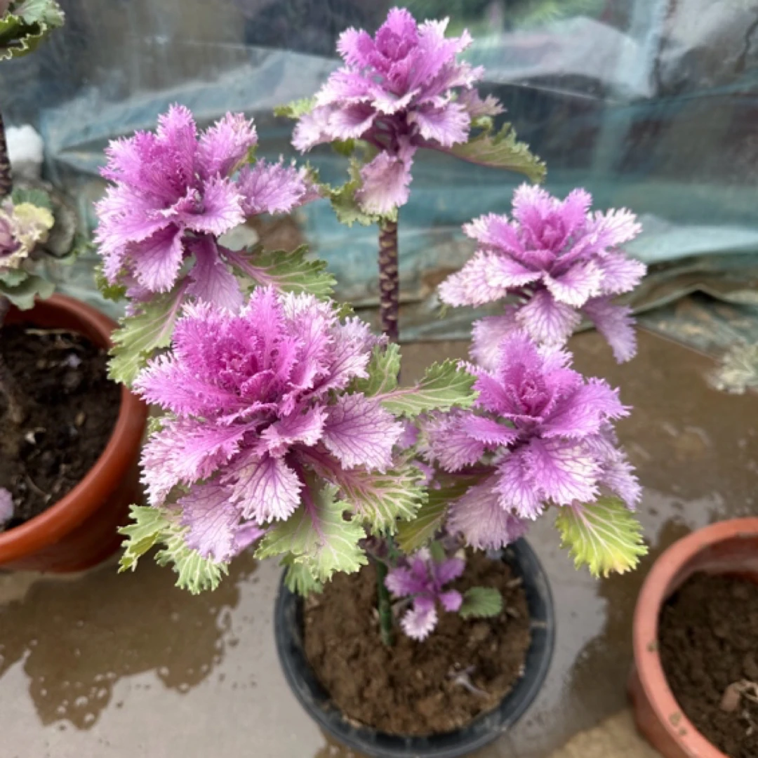 羽衣甘蓝多头老桩。一物一拍