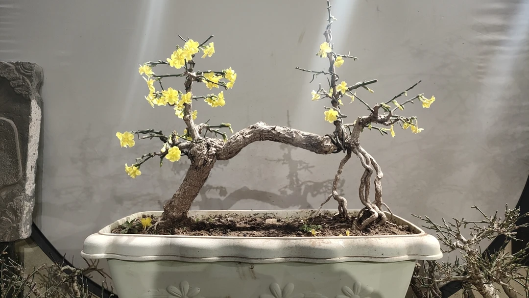 盆景一物一拍，对应价格下单。看好下单，下单不退