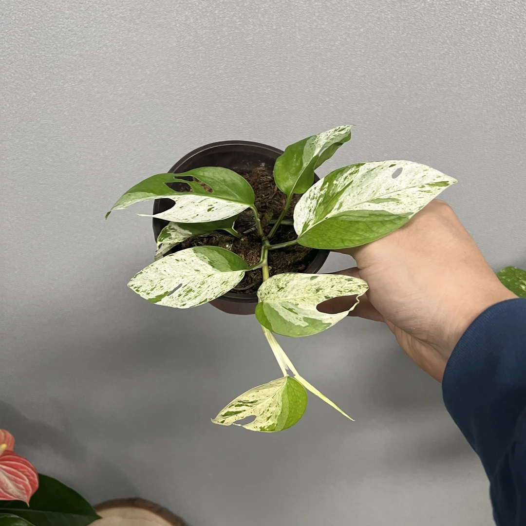 120#薄荷锦麒麟尾 垂藤绿植盆栽热植
