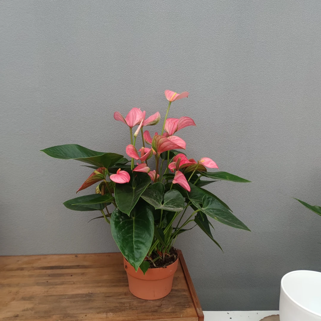 桌面粉皇冠  一盆4株  珠光 粉色火鹤粉掌 红掌花卉