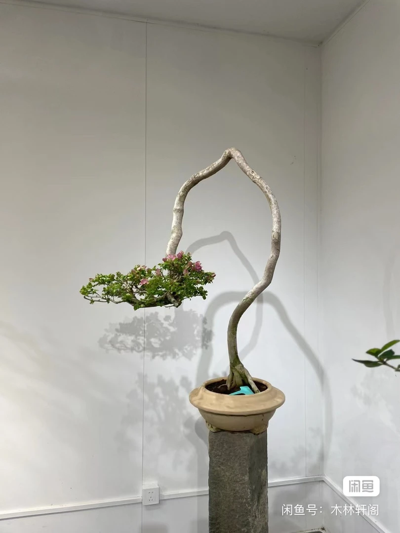 三角梅庭院景观，一物一拍