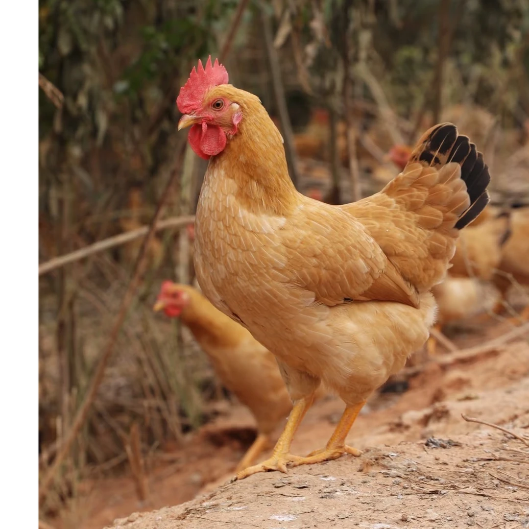 农家1年以上母鸡，2只包邮，顺丰发货