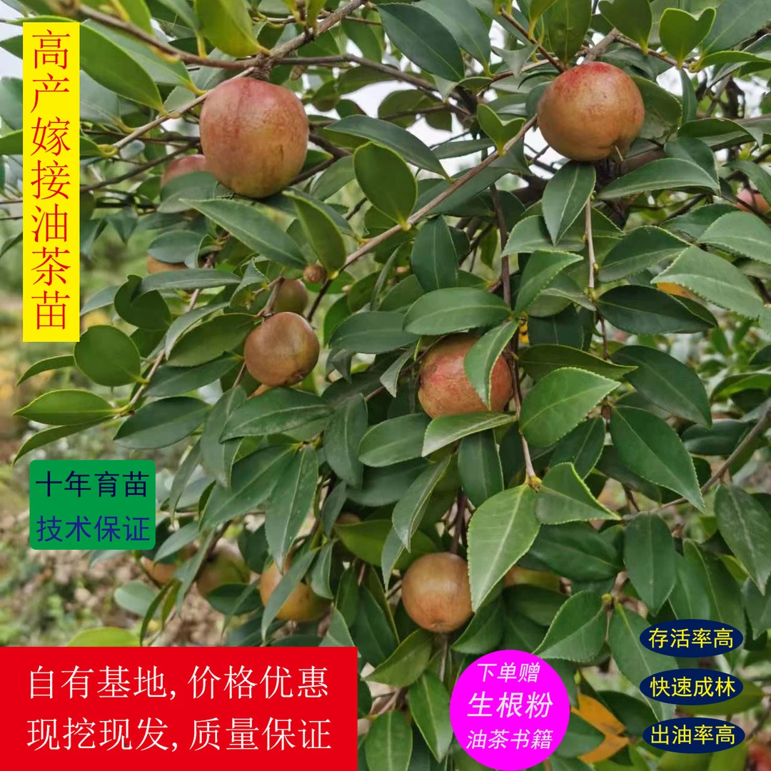 优质长林系列挂果高产嫁接油茶苗薄皮大果出油高现挖现发苗木优惠