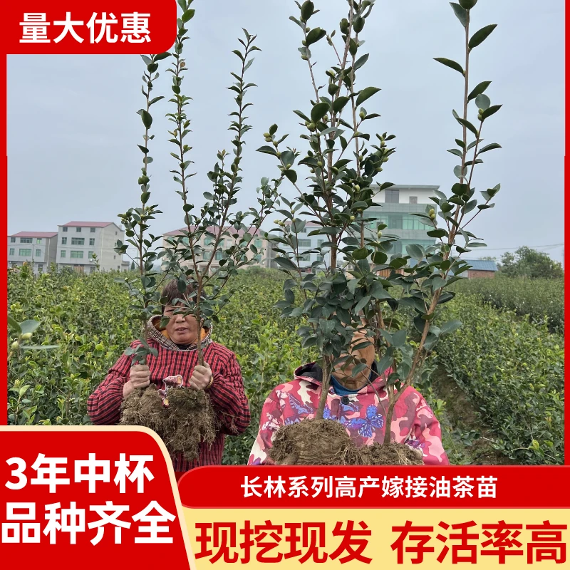 10棵3年中杯苗70cm以上油茶苗高产嫁接大红果高出油皮薄长林系列