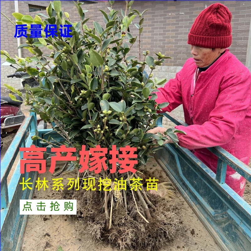 50棵35-75cm裸根长林系列油茶苗高产嫁接皮薄带花苞带土现挖现发