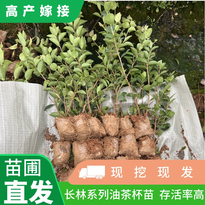 50颗2年生30-60cm容器苗长林系列高产嫁接出油高高存活率现挖现发