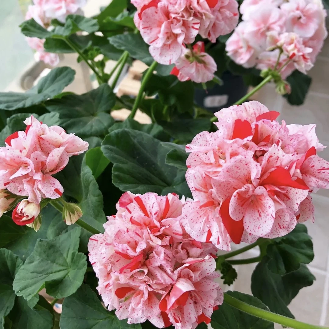 【仙农卡尔】直立-天竺葵喷点品种包邮