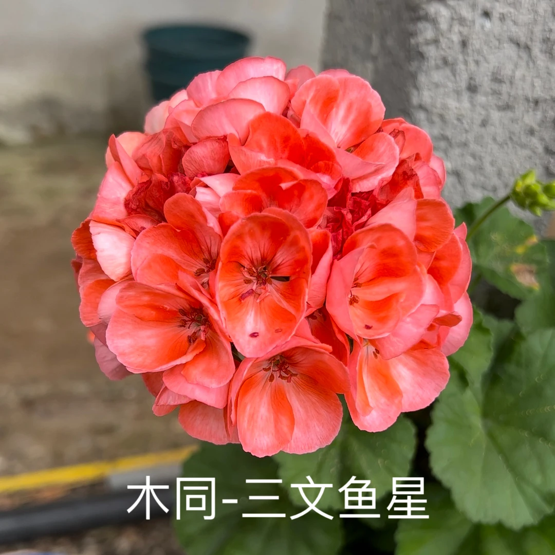 【三文鱼星】半重瓣直立天竺葵好养包邮