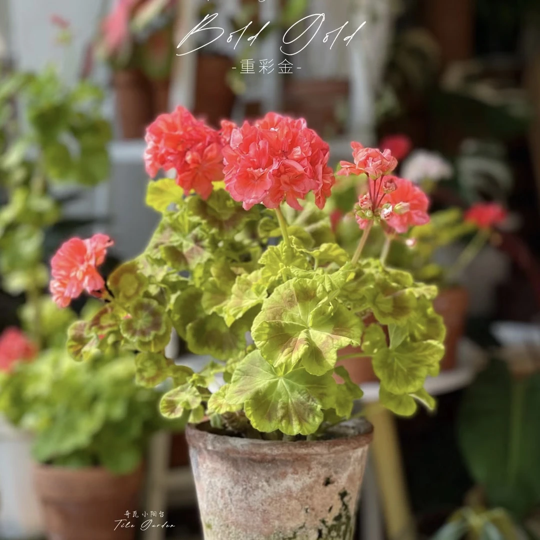 【重彩金】直立-天竺葵金叶包邮
