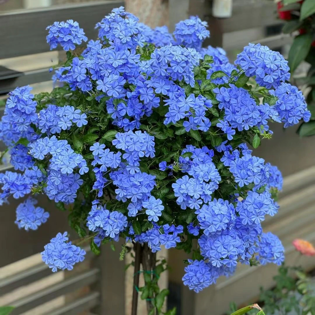 蓝雪花盆栽爬藤花开不断阳台庭院花卉植物耐热