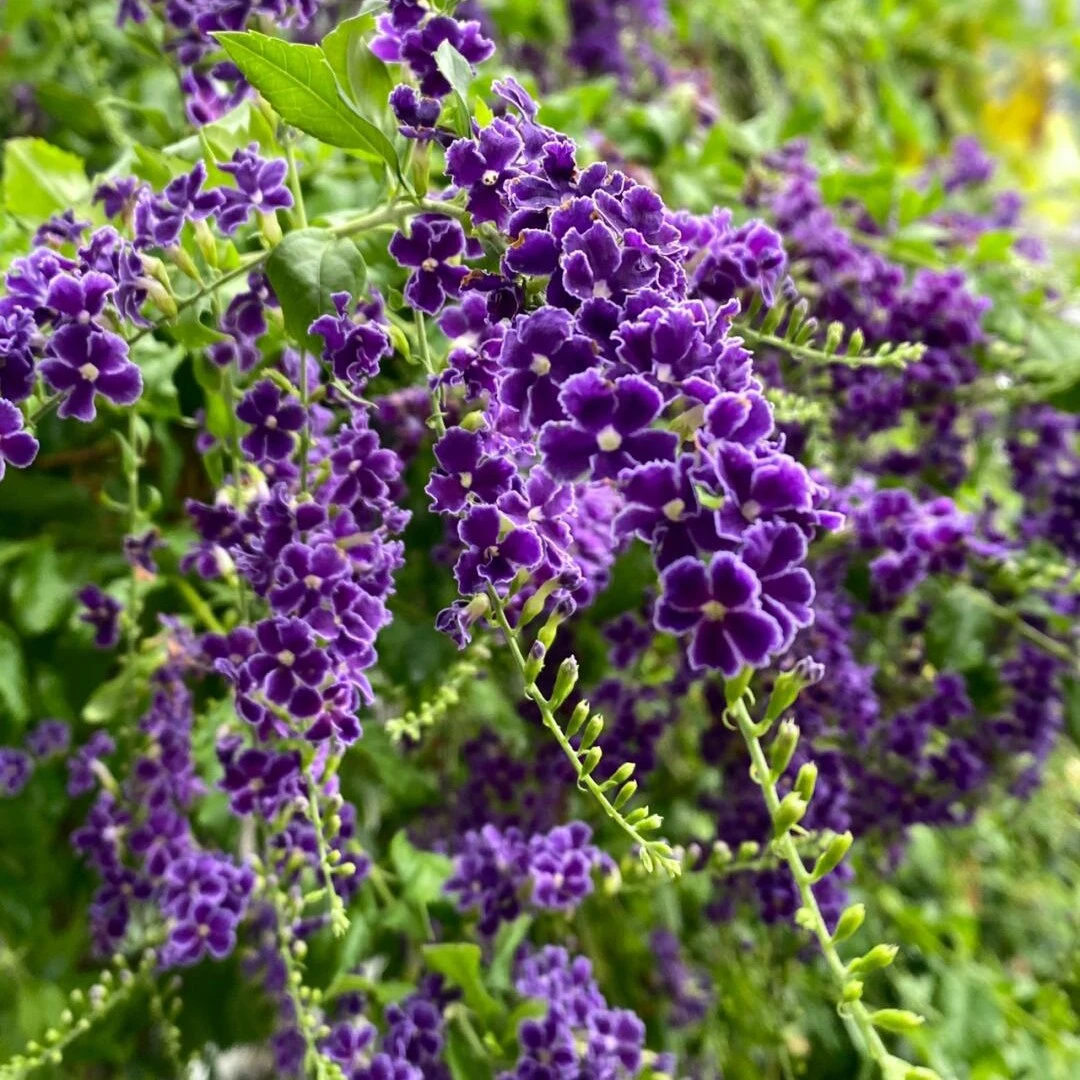 蕾丝金露花巧克力四季开花多年生耐热阳台庭院植物