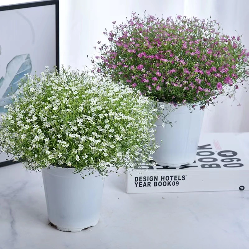 婚纱漫天星盆栽四季开花植物花卉吉普赛漫天星美观趣味