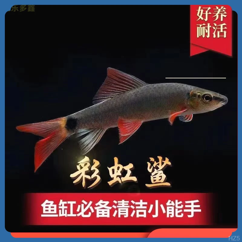 彩虹鲨粉红鲨鱼吃藻鱼吃残渣鱼垃圾鱼淡水观赏混养群游鱼孔雀鱼