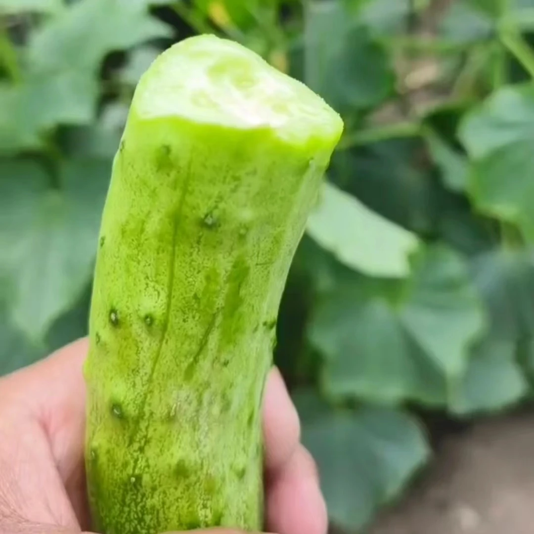 小旭专属东北白山当地旱黄瓜