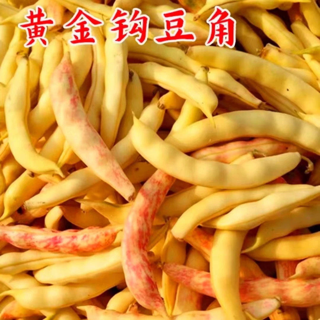 小旭专属东北本地白山黄金勾豆角