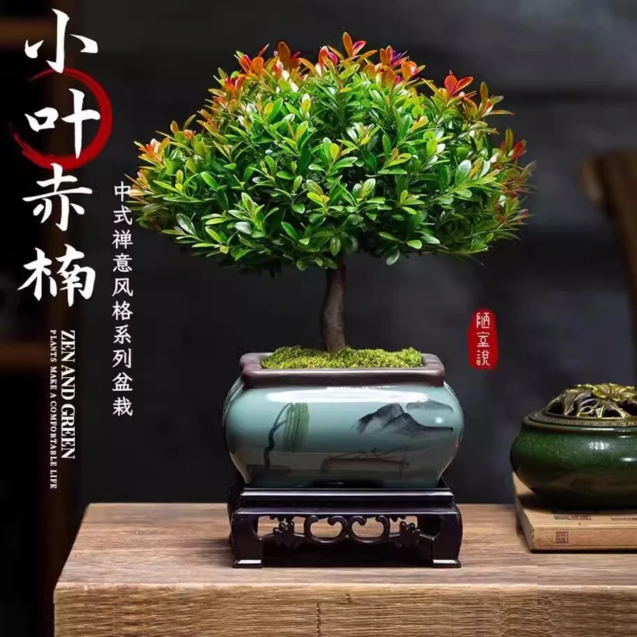 【中式】小叶赤楠盆景老桩植物办公室绿植室内盆栽花卉摆件老桩常青