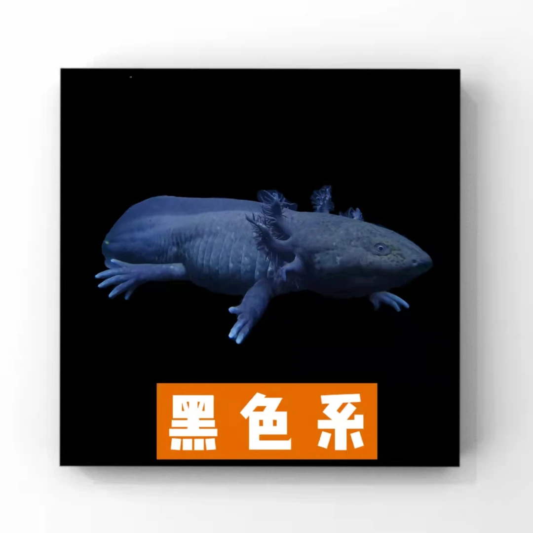 【精品大腮】观赏鱼淡水宠物活体好养易活水族冷水鱼