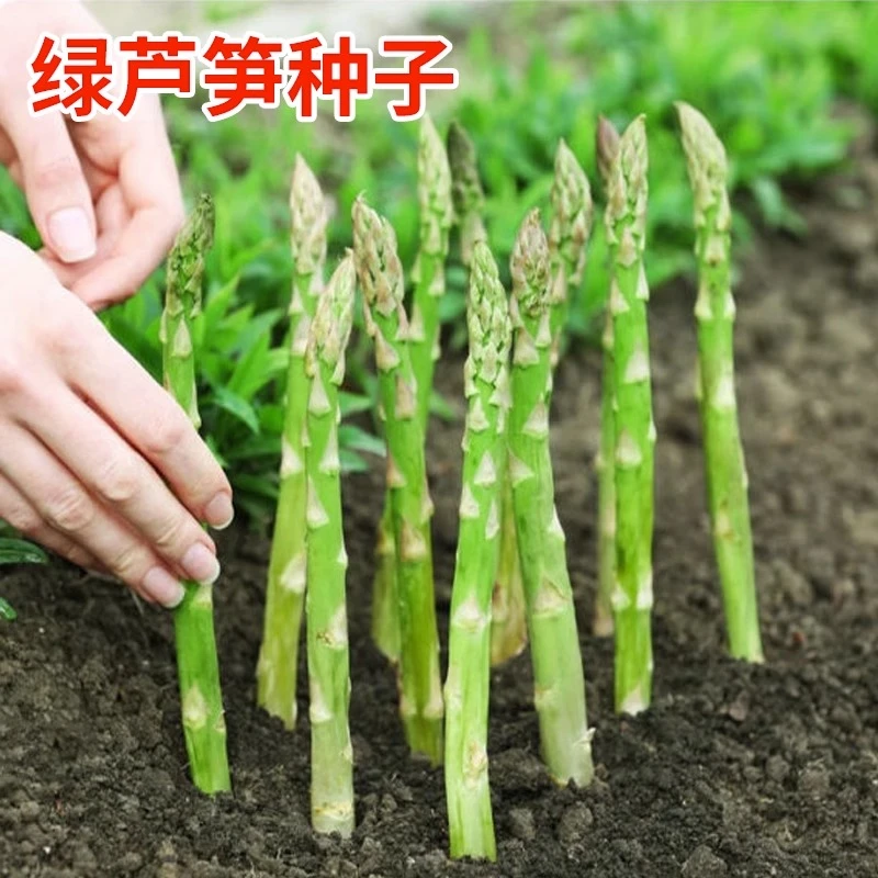四季芦笋种籽盆栽嫩绿芦笋种子种植春秋庭院蔬菜种孑