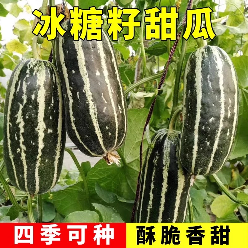 冰糖子甜掉牙甜瓜种子一年四季种植高产香瓜种子瓜籽庭院水果种子