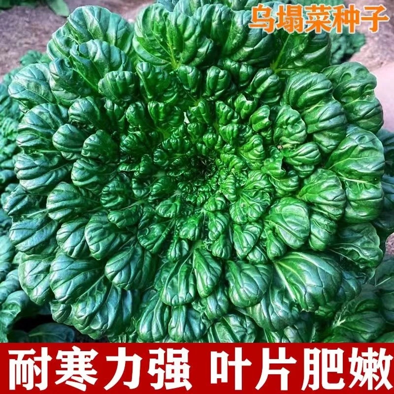 【黑心乌塌菜种子】菜地易栽培耐寒叶大肥厚纤维少菜子